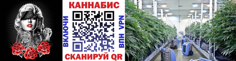 Купить где  Ельня  Конопля гибрид 